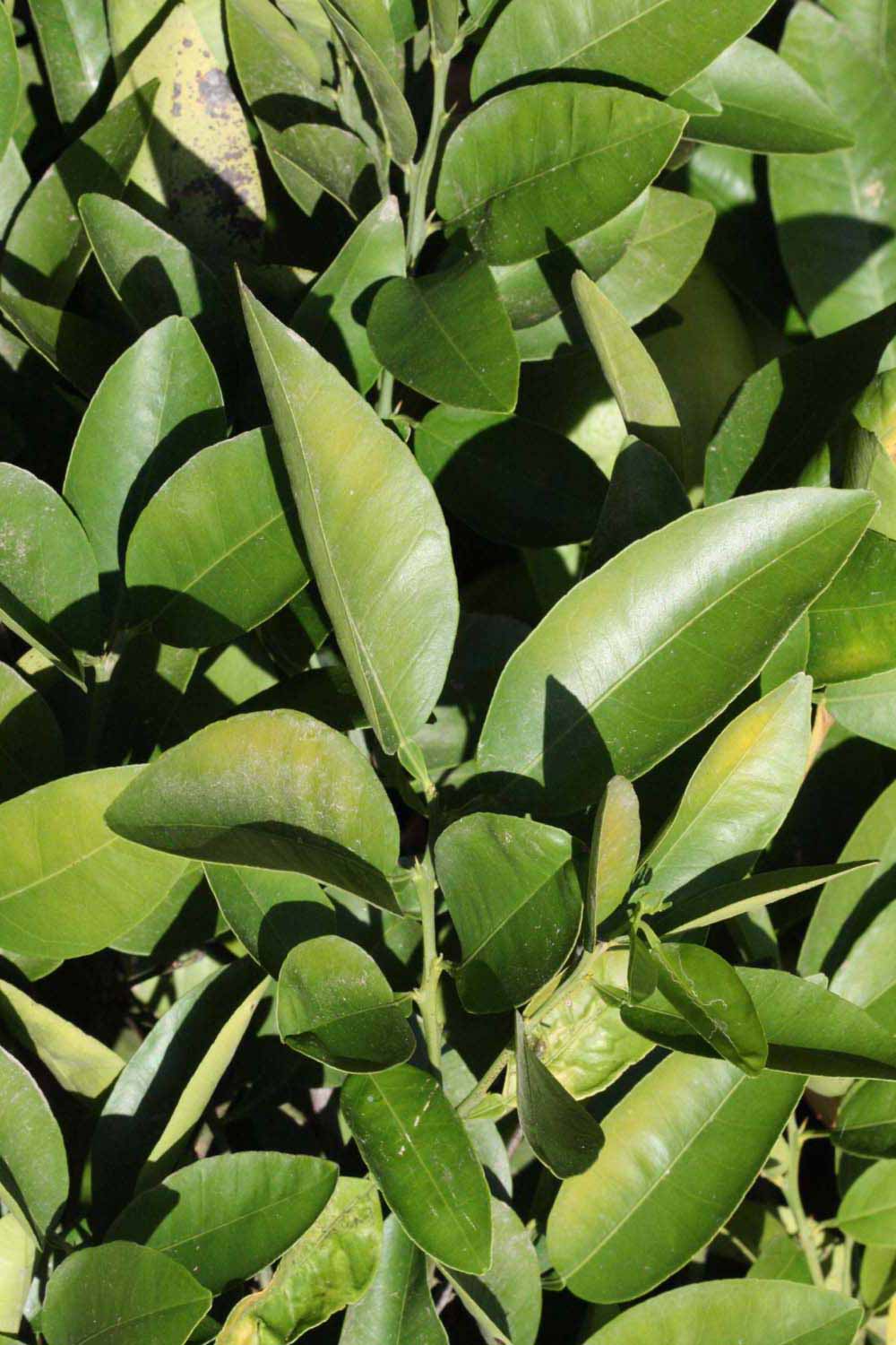              Sun leaves (Riverside, CA)       